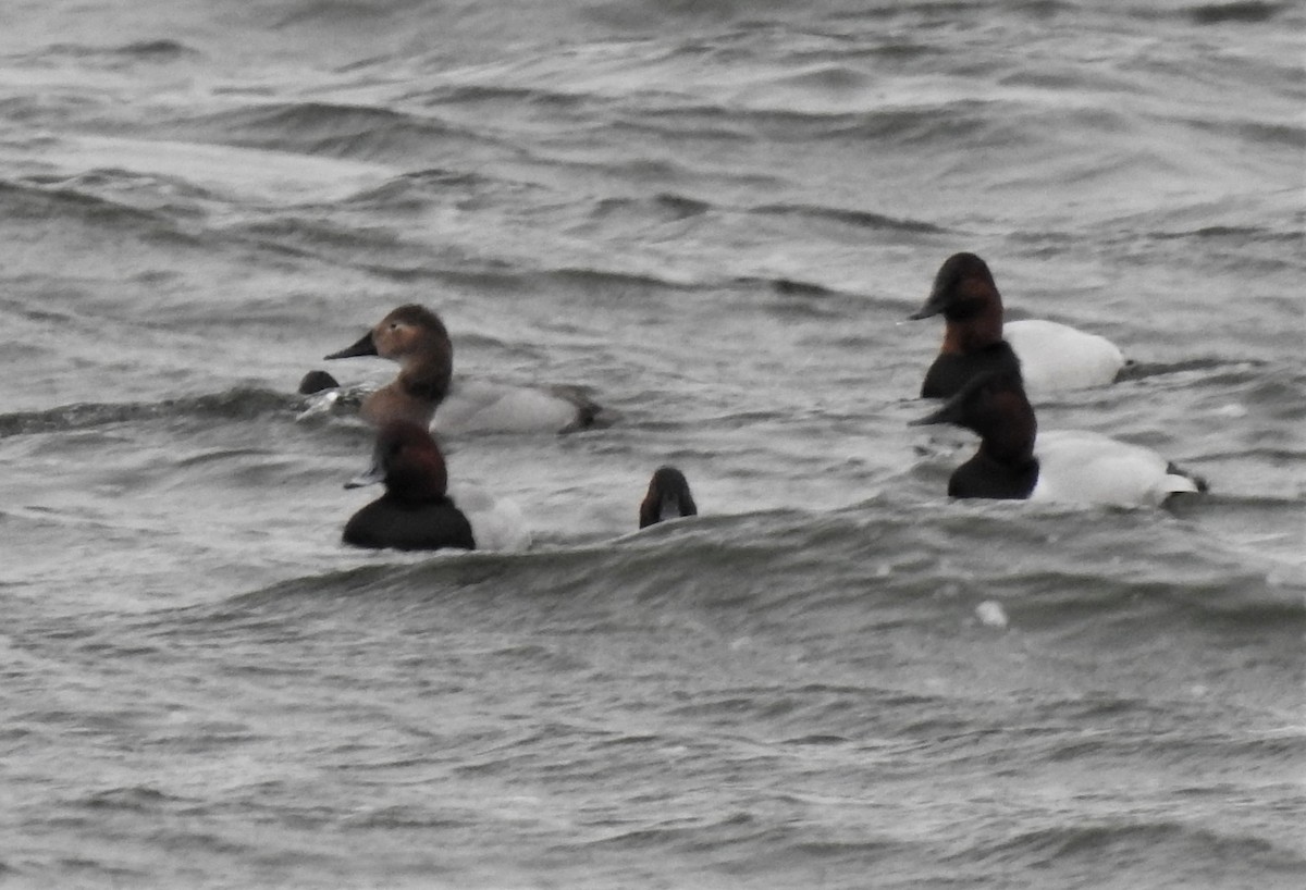 Canvasback x Redhead (hybrid) - ML133758371