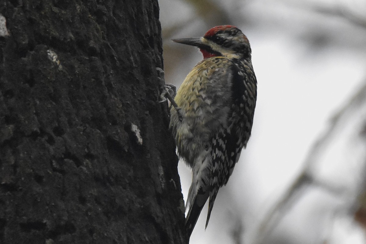 Yellow-bellied Sapsucker - ML133759071