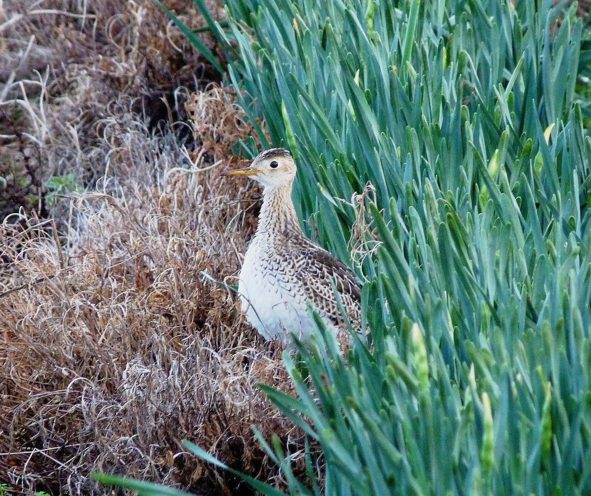 Upland Sandpiper - ML133759881