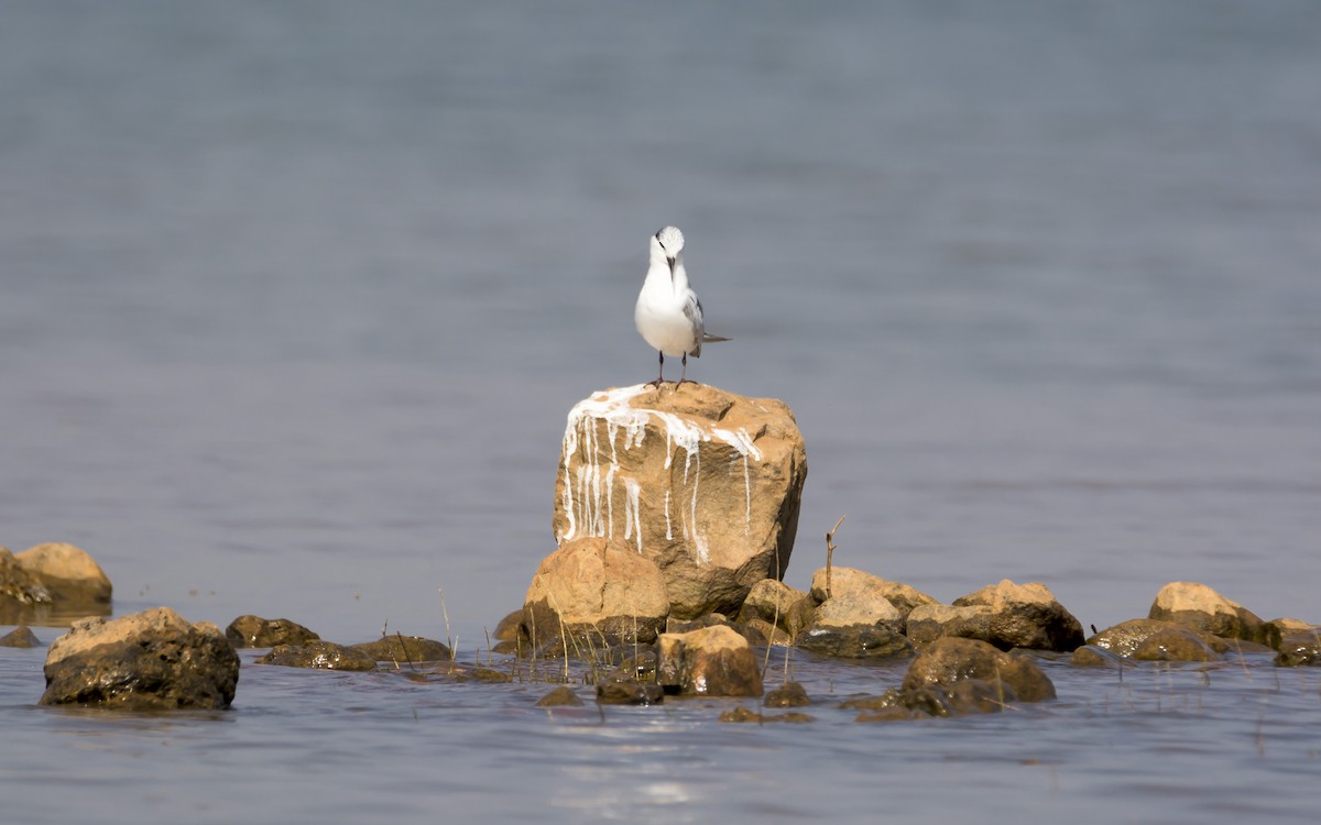 Whiskered Tern - ML133759951