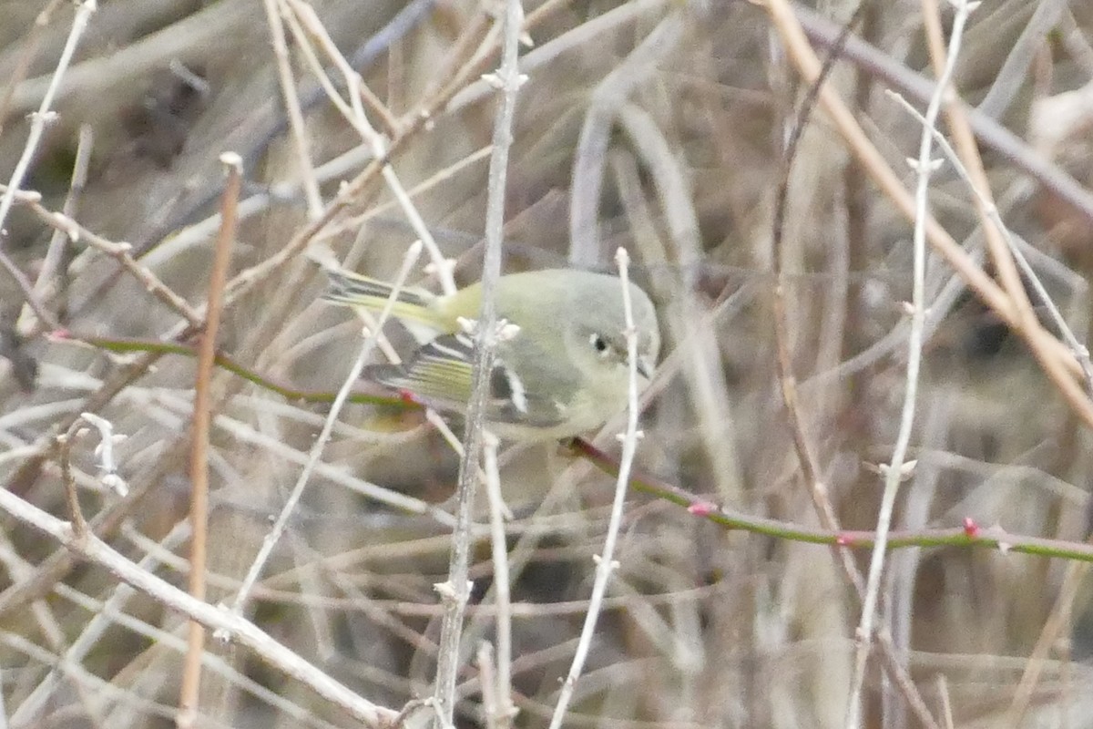 Ruby-crowned Kinglet - James Muller