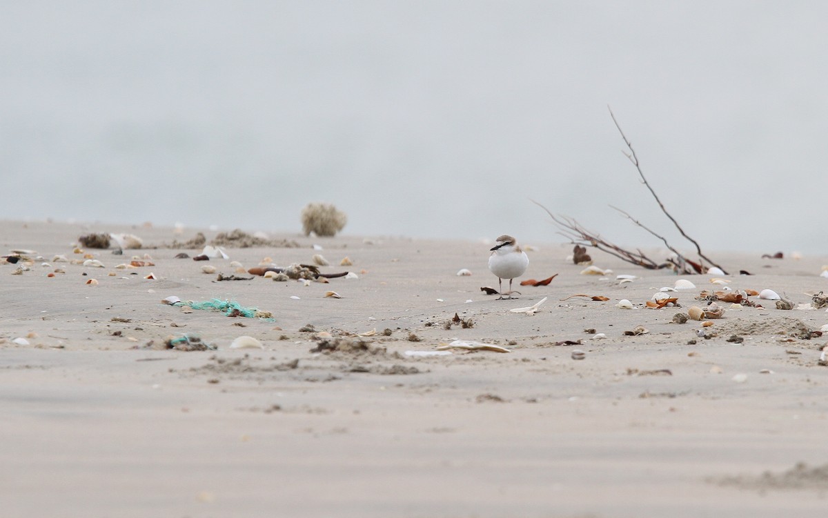 White-fronted Plover - ML133760911