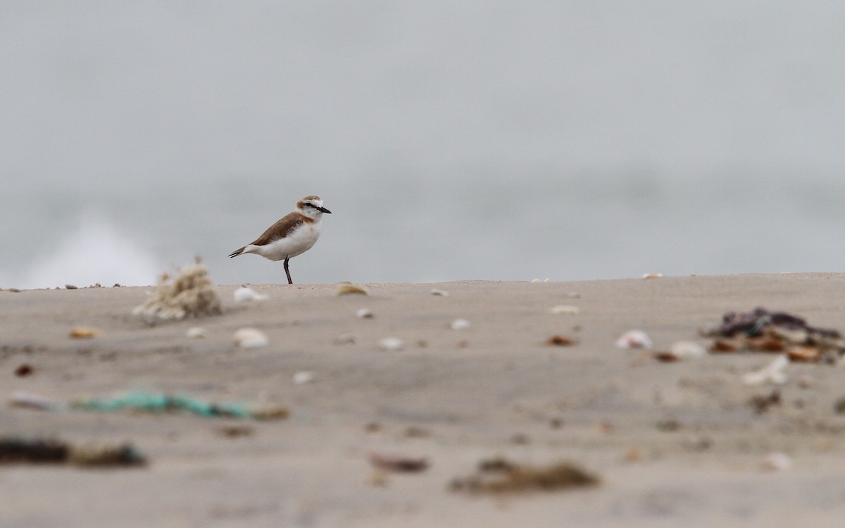White-fronted Plover - ML133760921