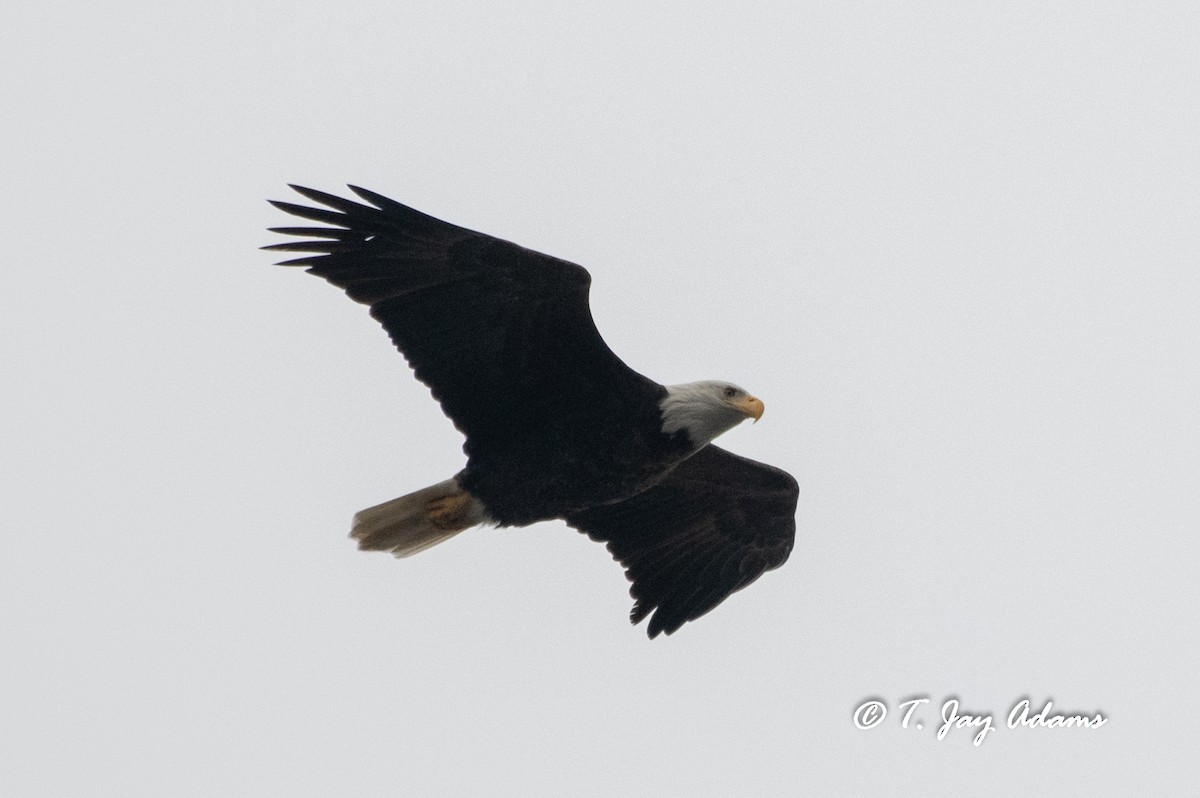 Weißkopf-Seeadler - ML133762461