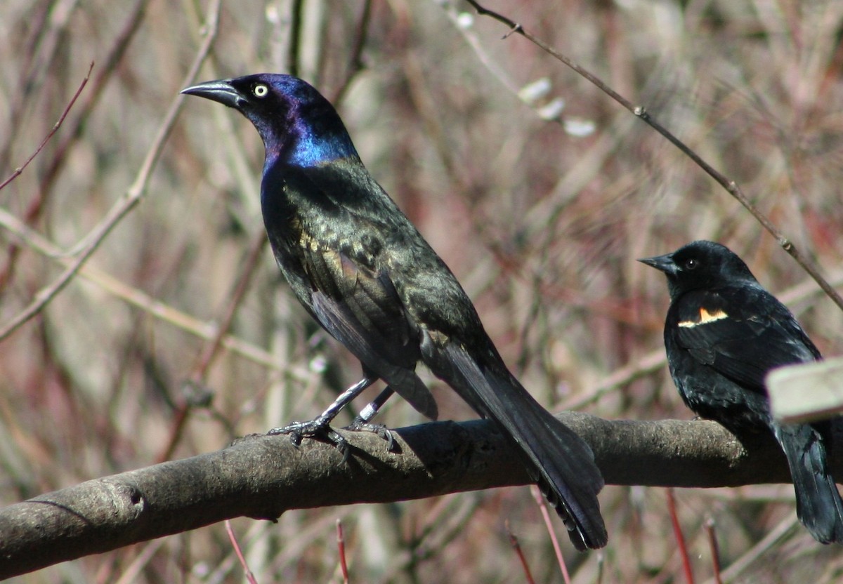 Common Grackle (Bronzed) - ML133762801