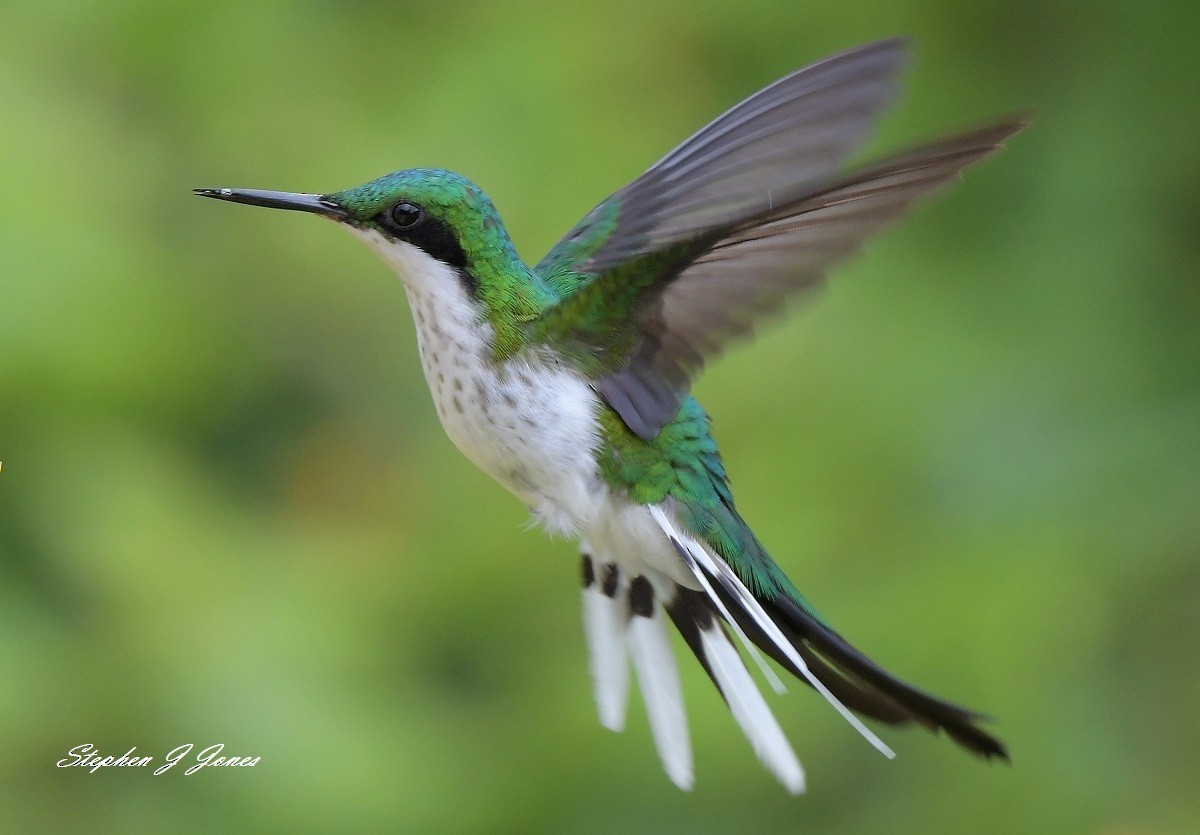 grønnkronealv - ML133763271