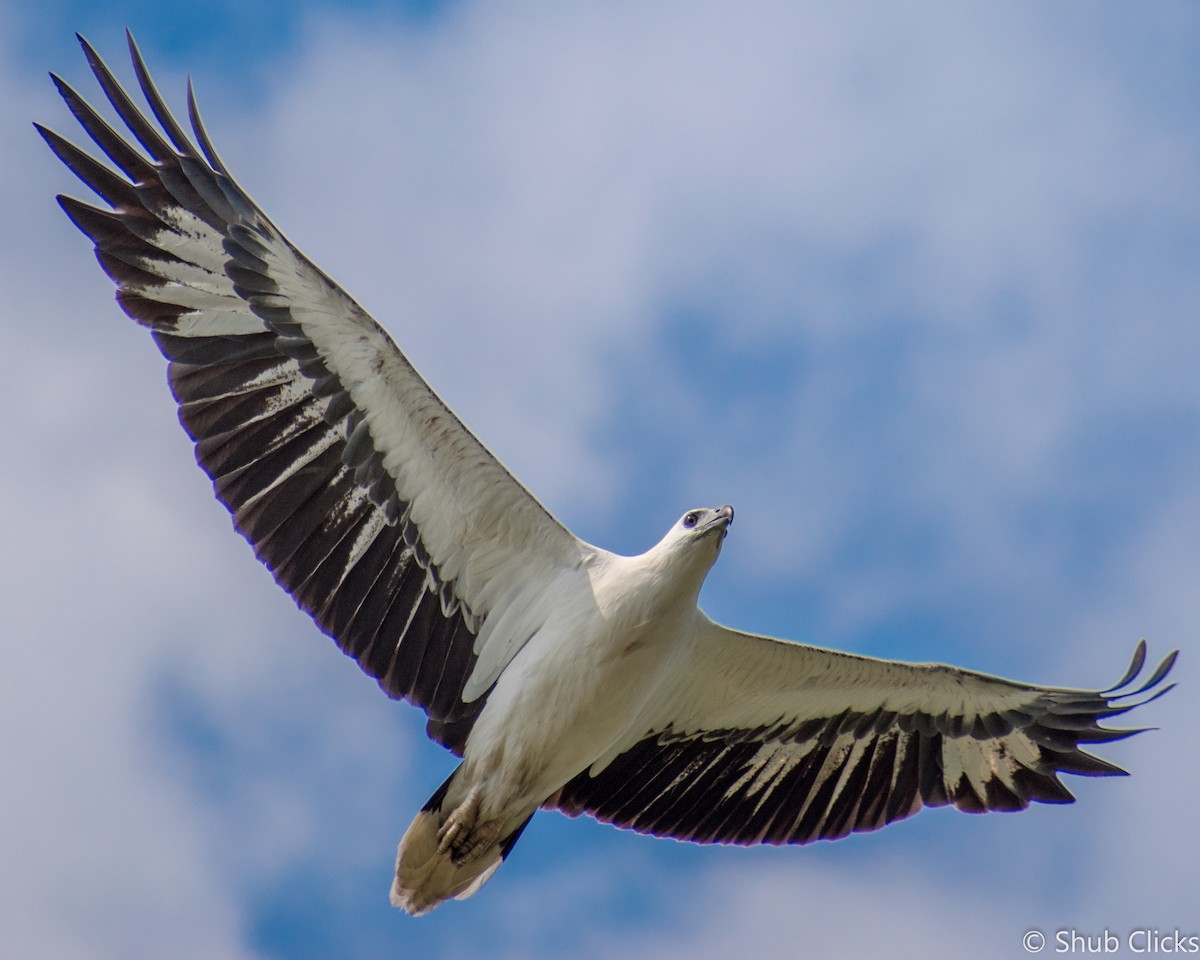 White-bellied Sea-Eagle - ML133764641