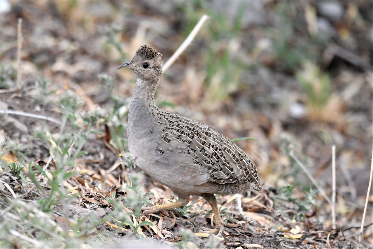 Chilean Tinamou - Dan Bormann