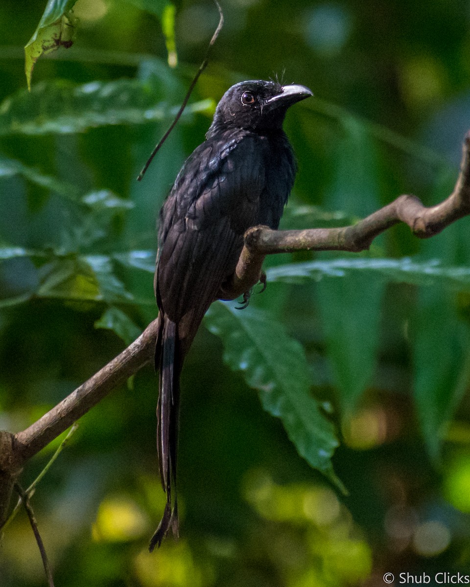 Andaman Drongo - Shubanker Halder