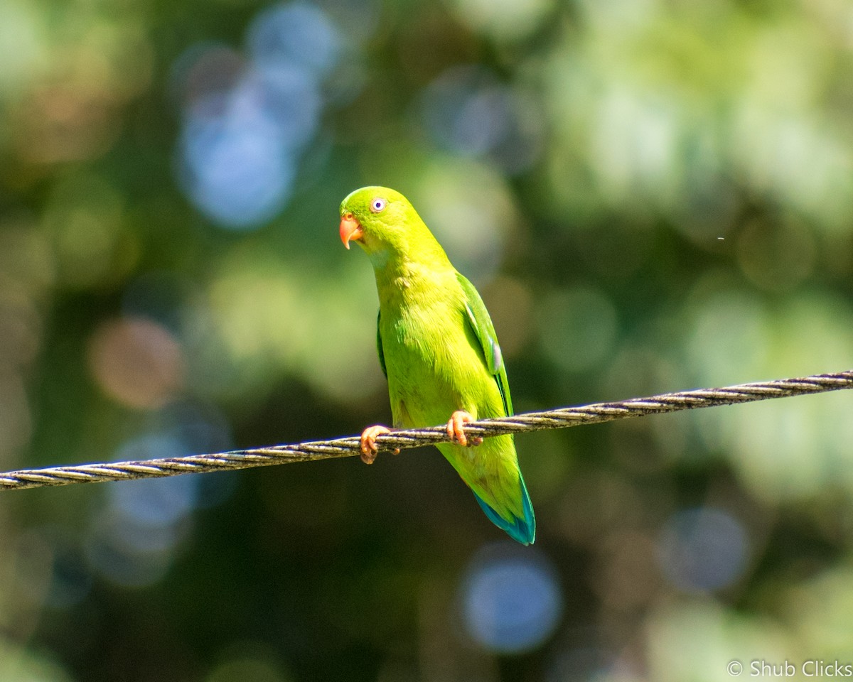 Vernal Hanging-Parrot - ML133765701