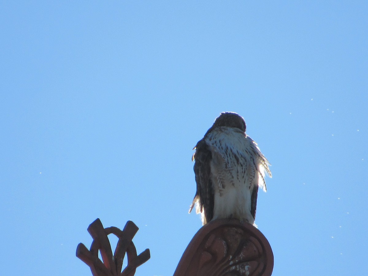 Red-tailed Hawk - ML133766351