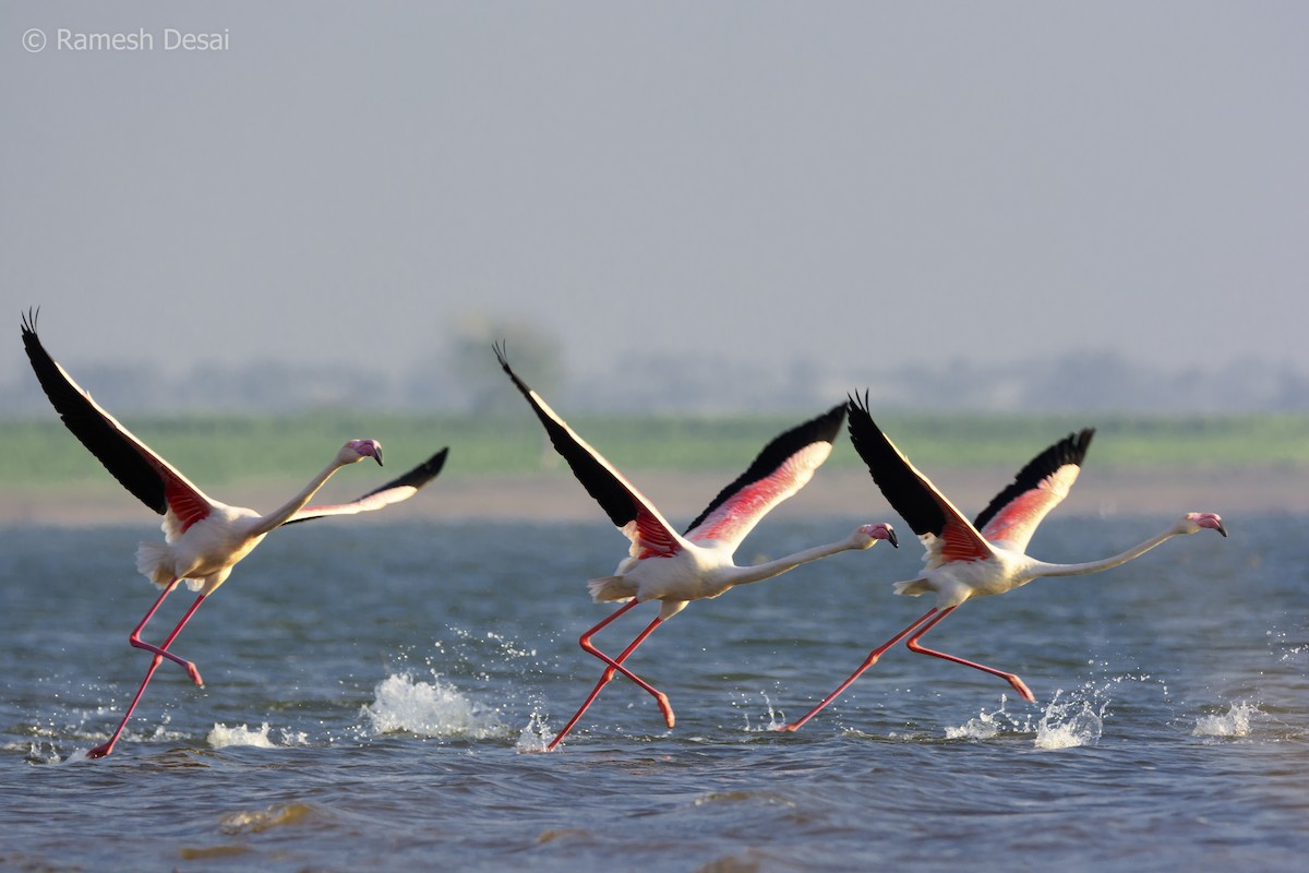 Greater Flamingo - Ramesh Desai