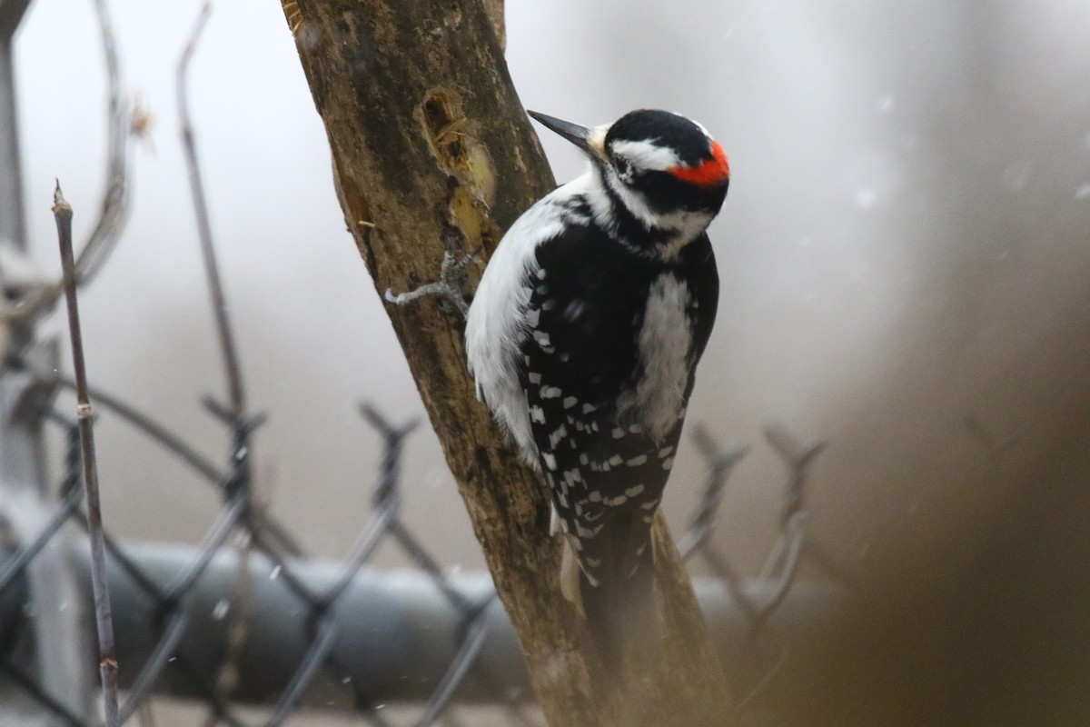 Hairy Woodpecker - ML133767361