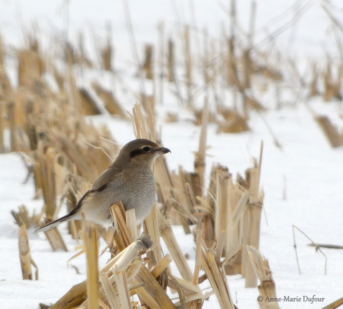 Northern Shrike - ML133769261
