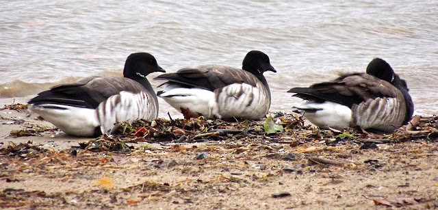 berneška tmavá (ssp. hrota) - ML133770531