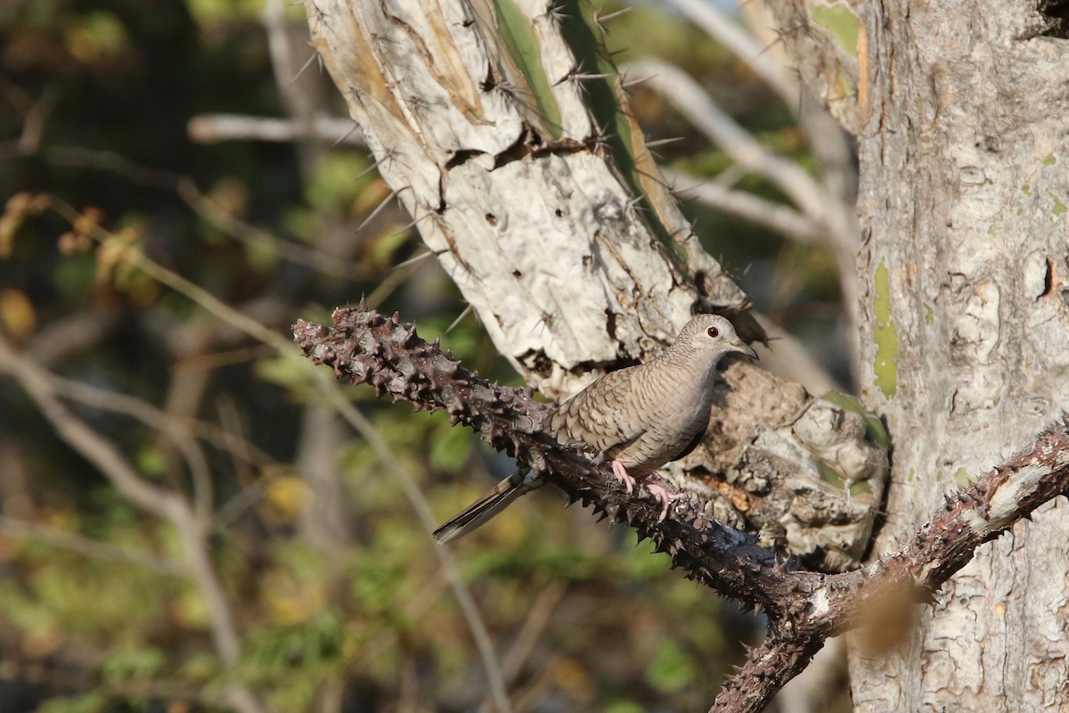 Inca Dove - ML133771711