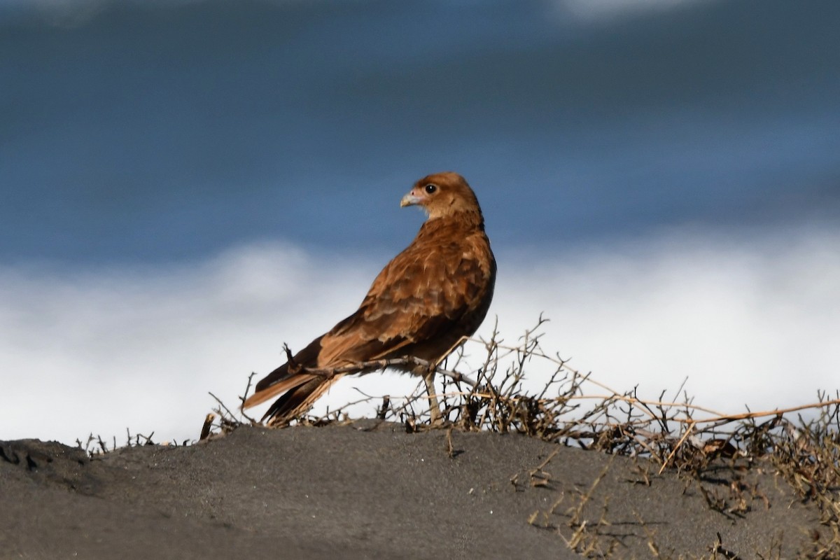 Chimango Caracara - Dan Bormann