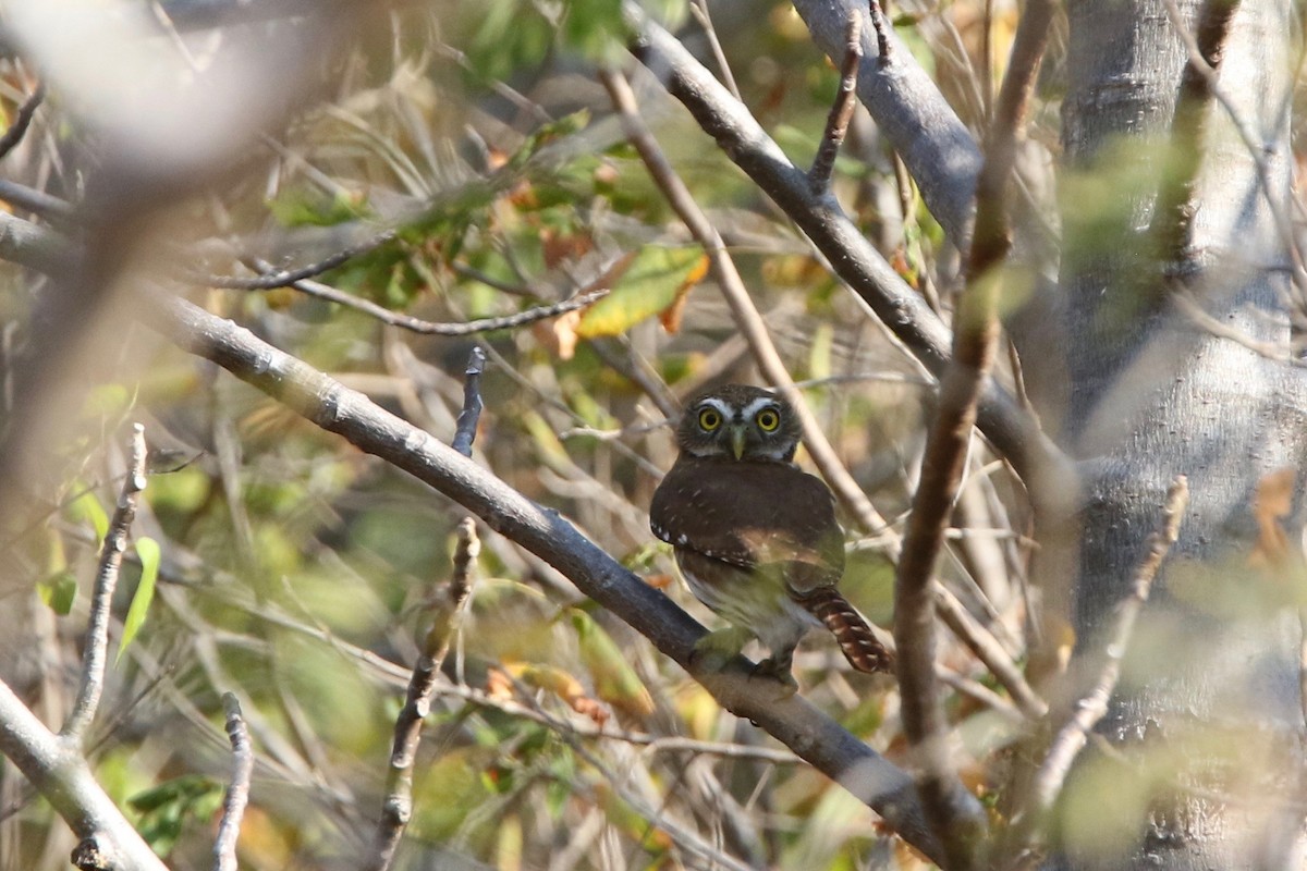 Ferruginous Pygmy-Owl - ML133773071