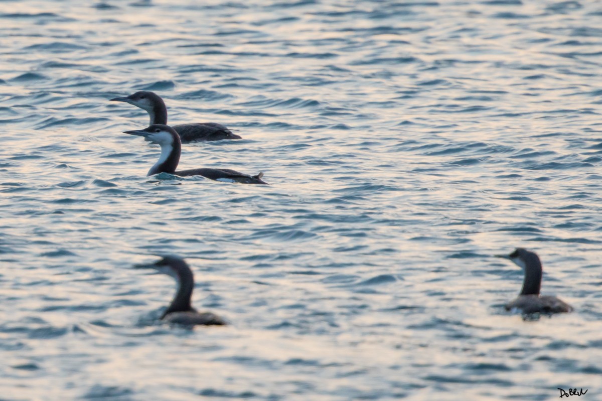 Arctic Loon - Dobrin Botev