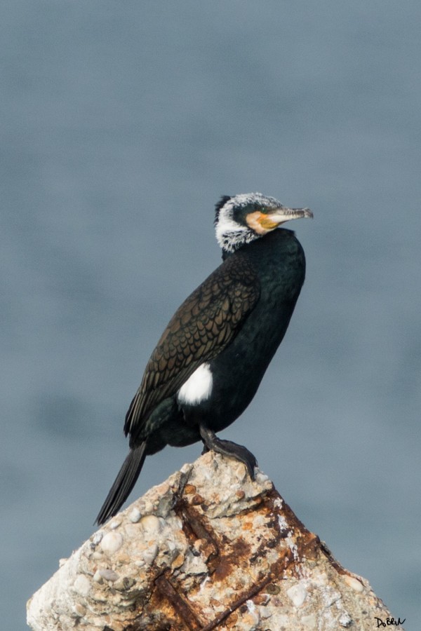 Kormoran - ML133773871