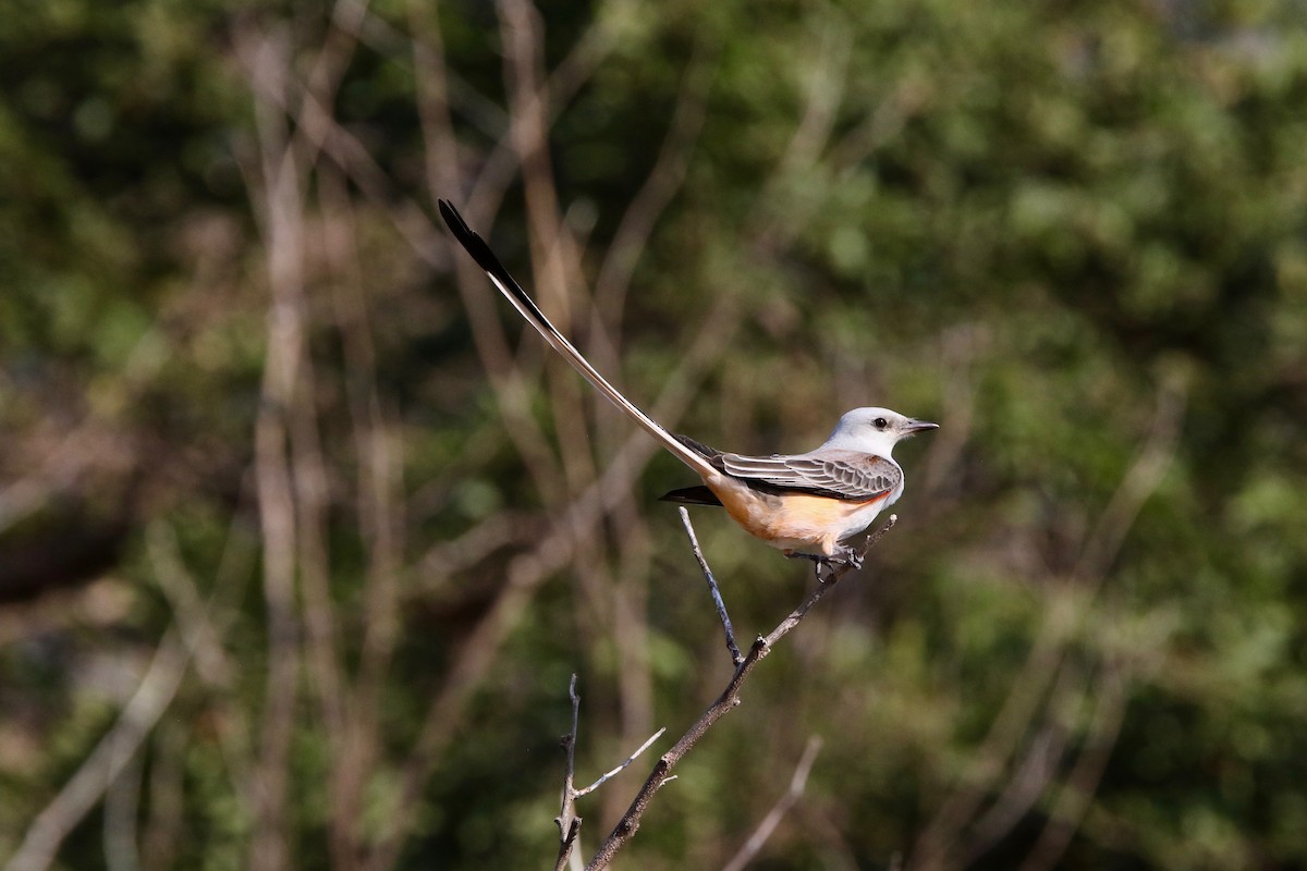 Scissor-tailed Flycatcher - ML133773891