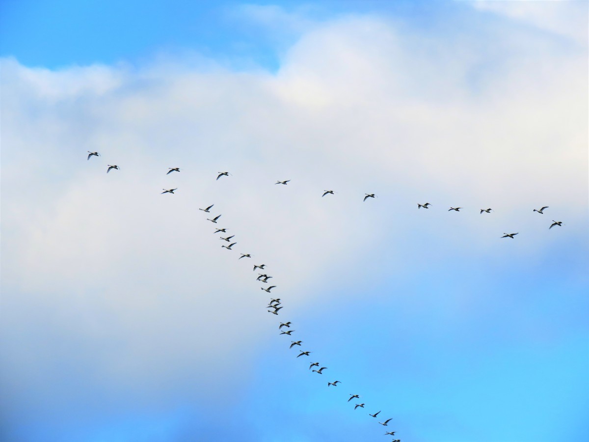 Tundra Swan - ML133774221