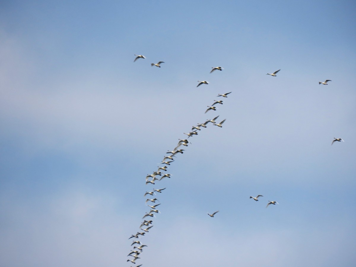 Tundra Swan - ML133774231