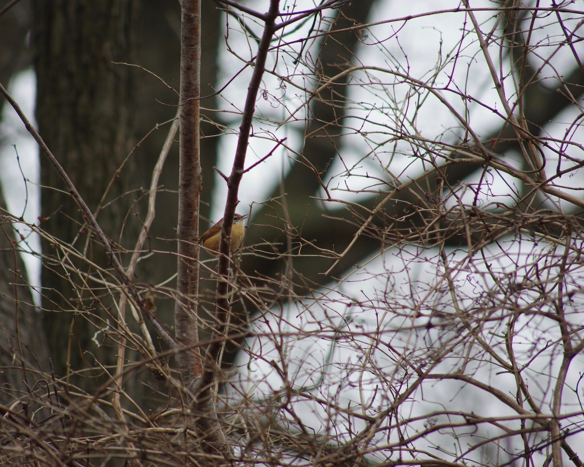 Carolina Wren - ML133777471