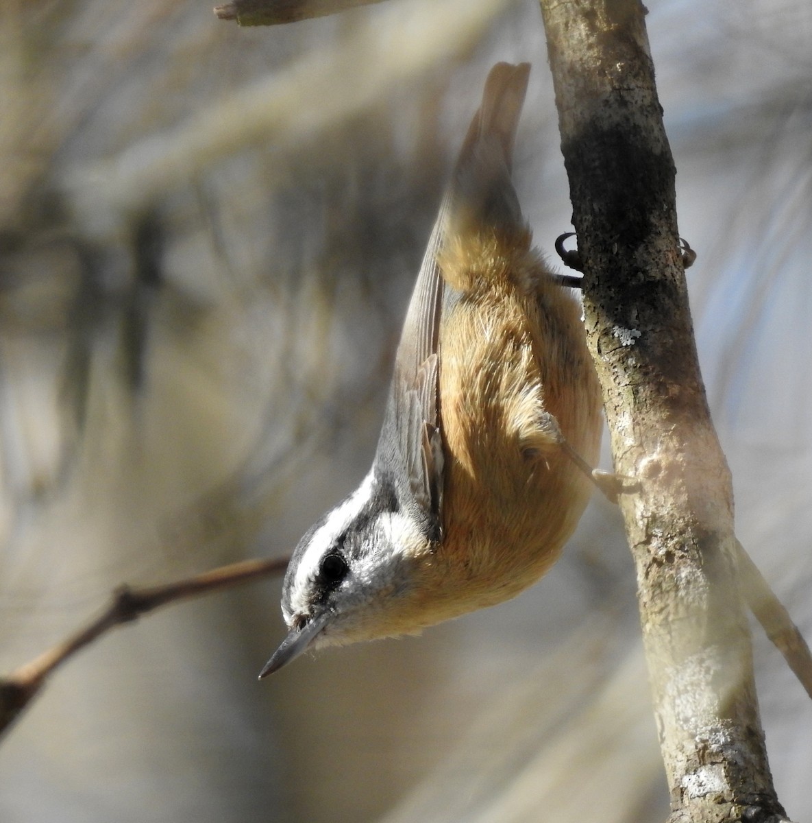 Red-breasted Nuthatch - ML133778241