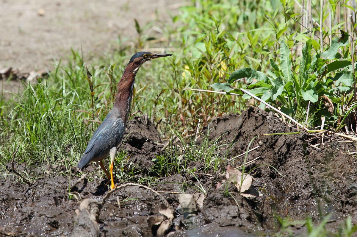 Green Heron - Gale VerHague