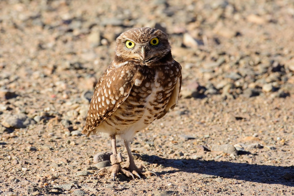 Burrowing Owl - David de Rivera Tønnessen