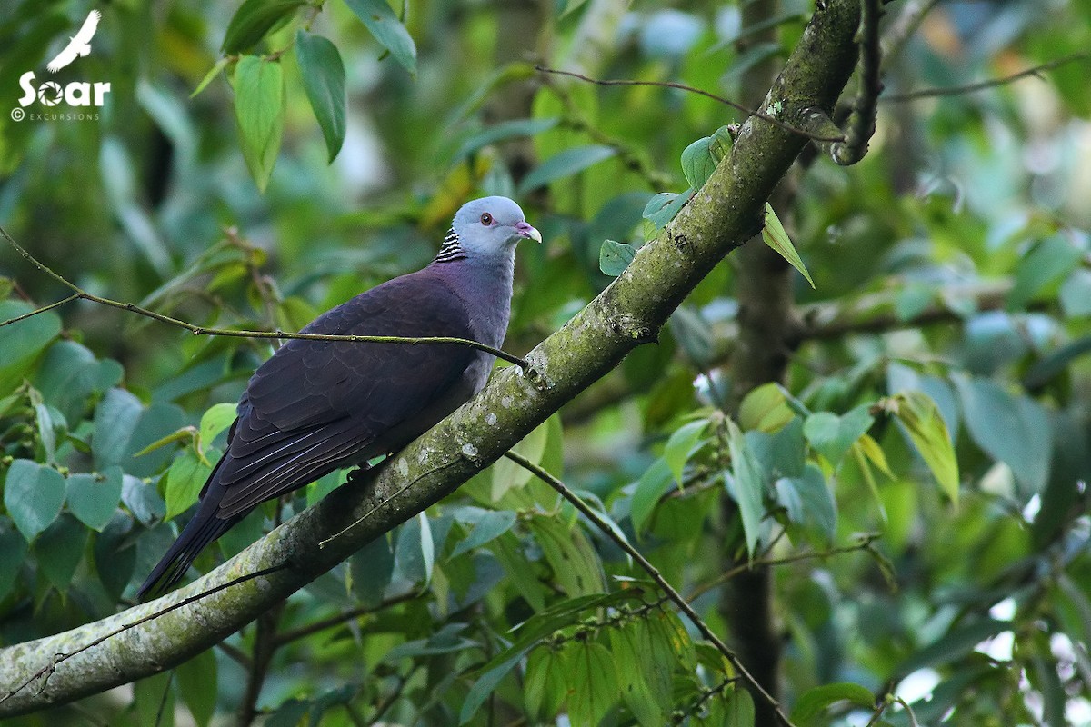 Nilgiri Wood-Pigeon - Soar Excursions