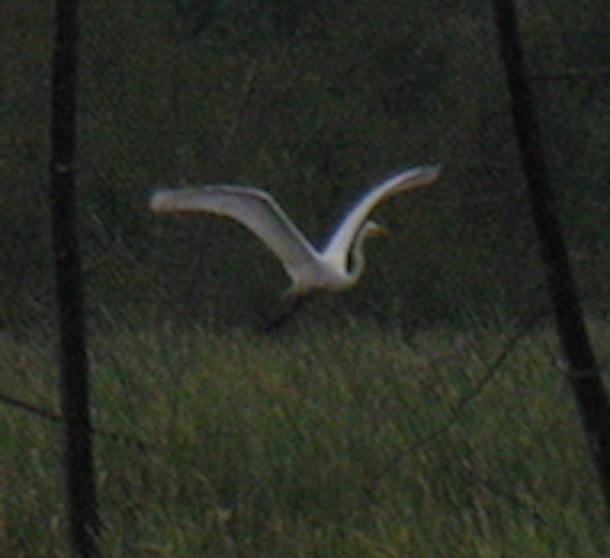 Great Egret (American) - Pilon Mike