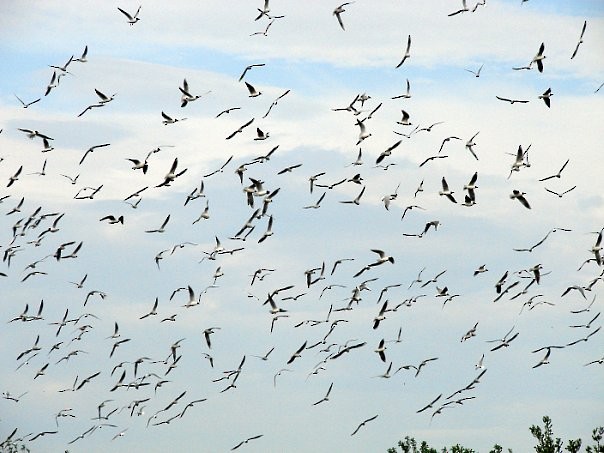 Black-headed Gull - ML133787081