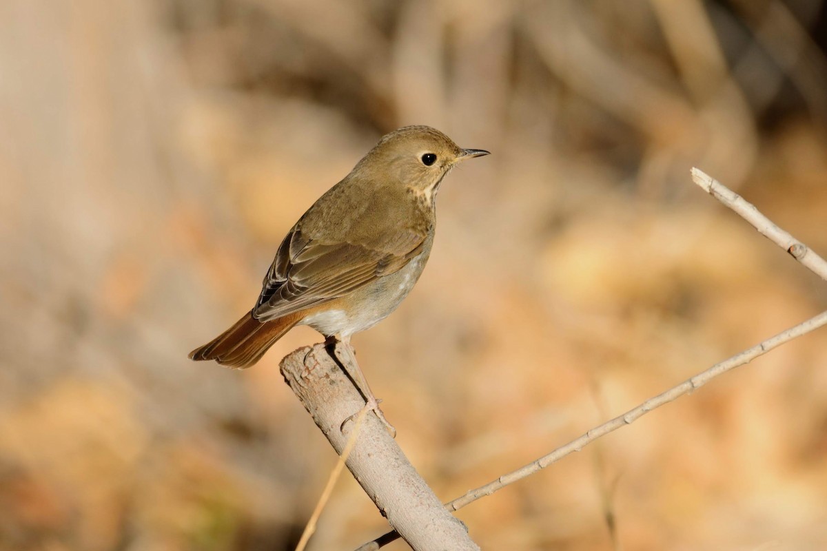 Hermit Thrush (guttatus Group) - ML133787291