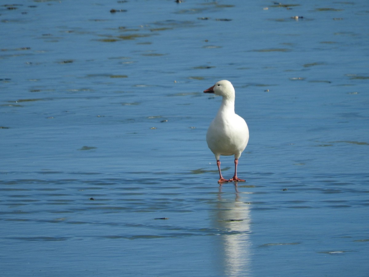Snow Goose - Aidan Coohill