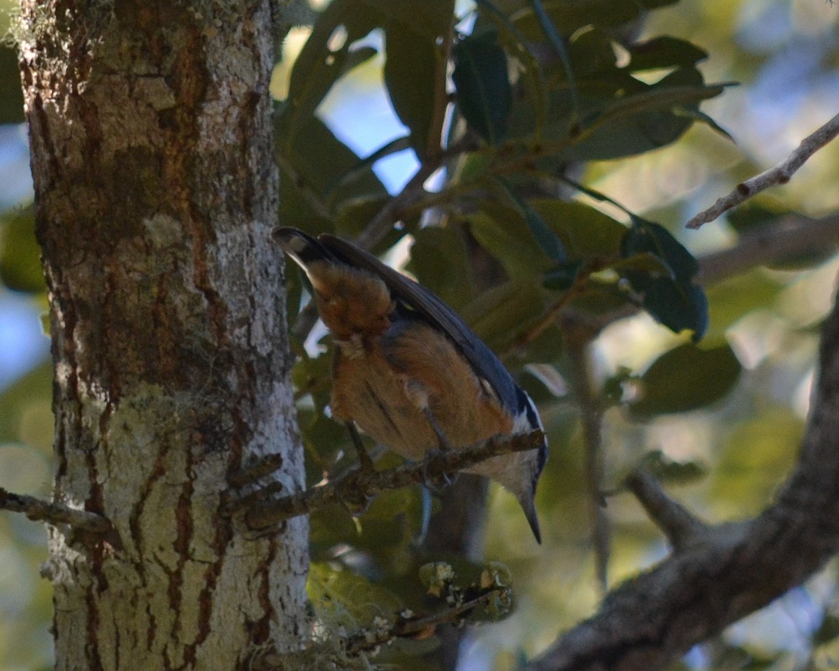 Red-breasted Nuthatch - Cynthia Elder