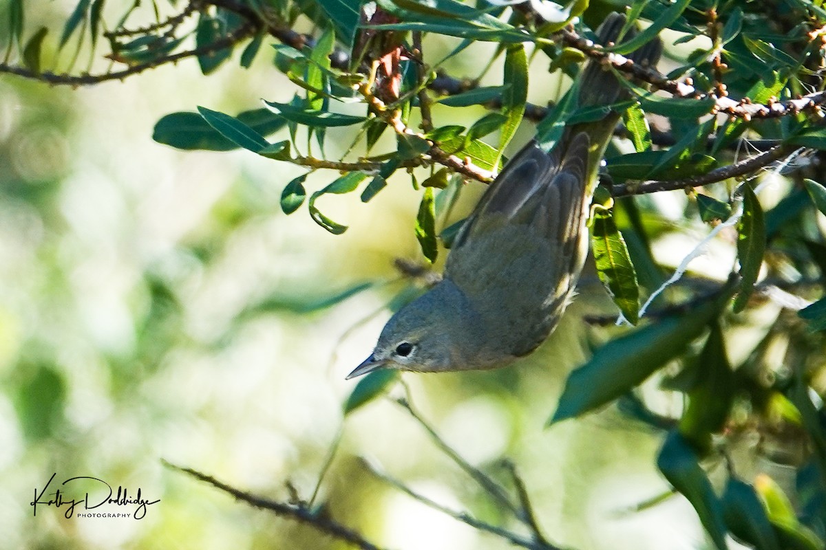 Orange-crowned Warbler - ML133788901