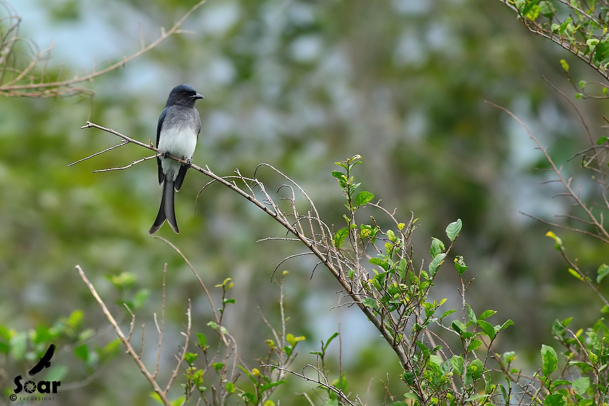 Ak Karınlı Drongo - ML133790041