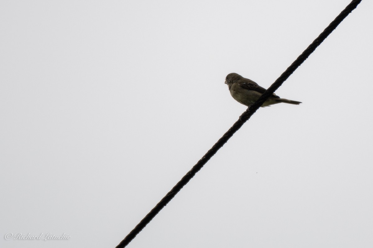 Double-collared Seedeater - Richard Latuchie