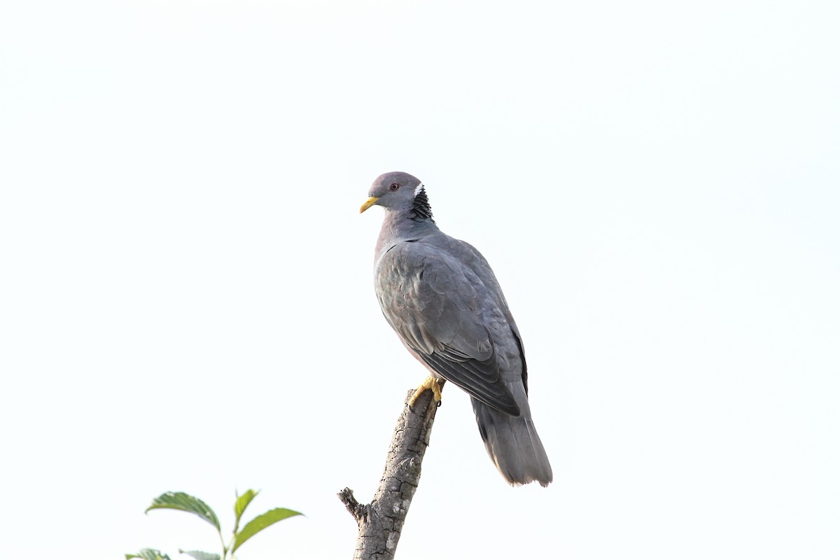 Band-tailed Pigeon - Carlos Funes