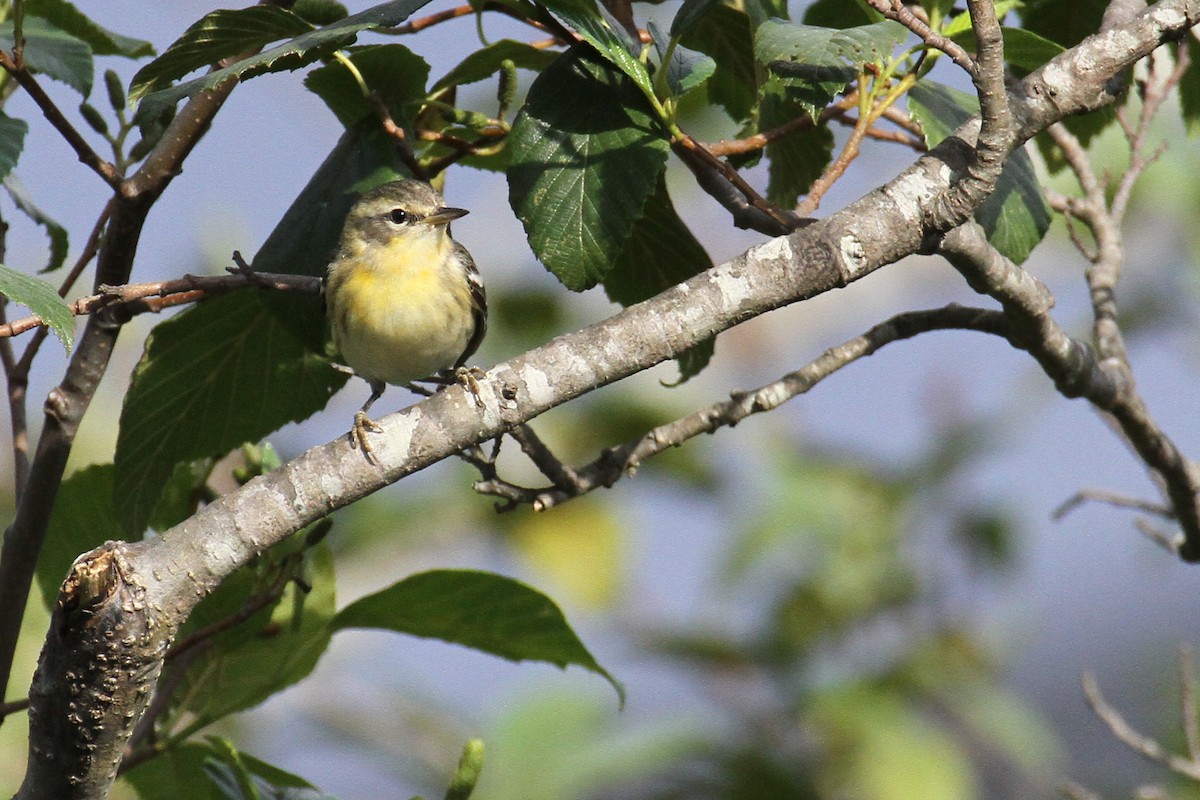 Blackburnian Warbler - ML133791141