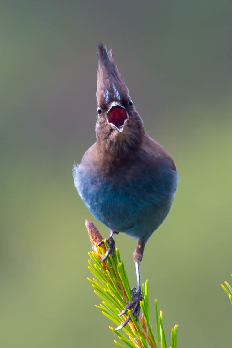 Steller's Jay (Coastal) - ML133791201