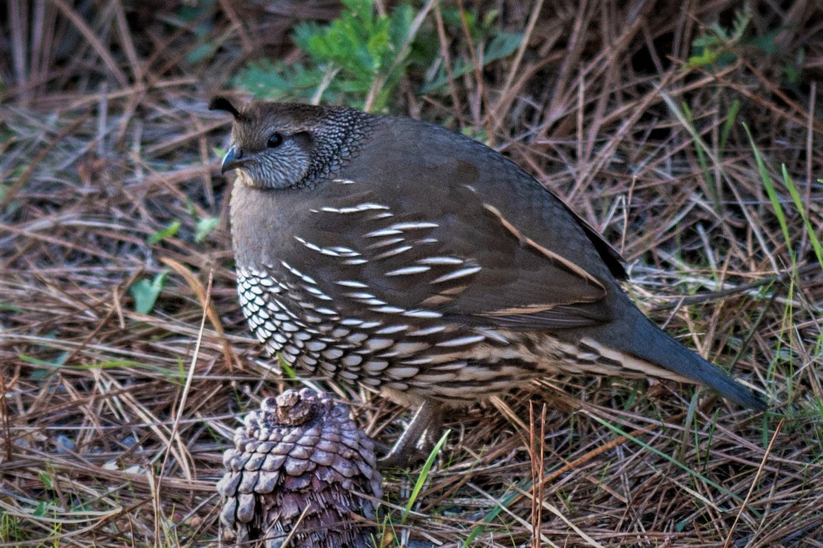 California Quail - ML133791381