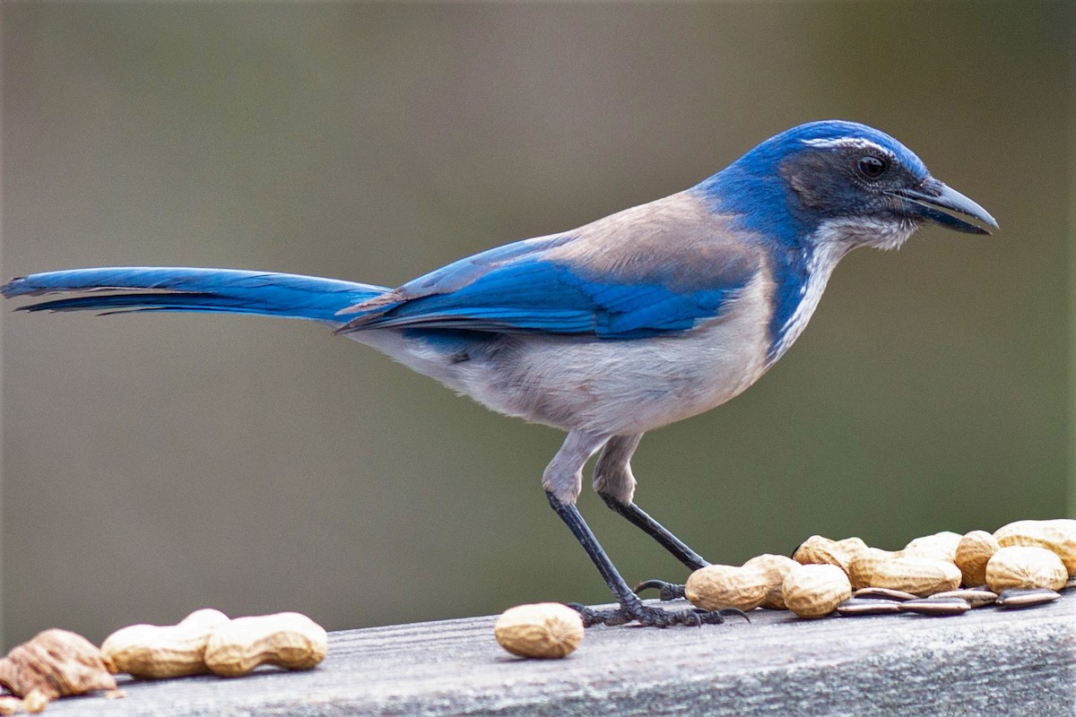 California Scrub-Jay - ML133791491