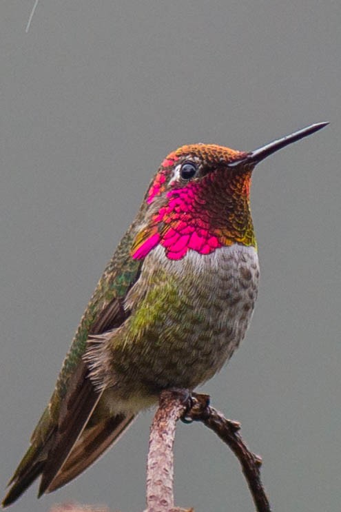 Anna's Hummingbird - ML133791651