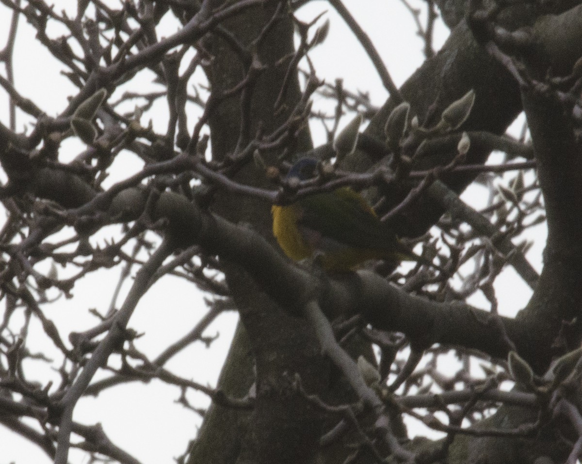 Painted Bunting - ML133791831