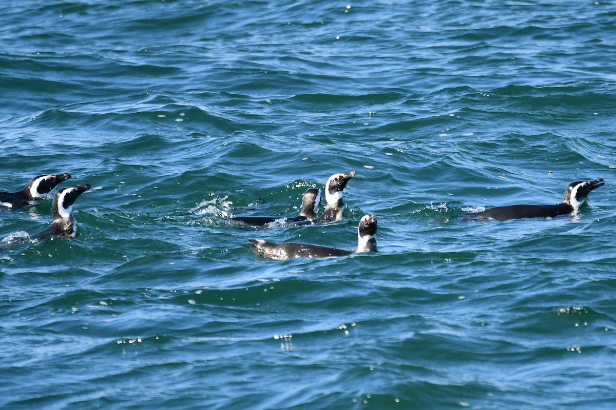 Magellanic Penguin - Dan Bormann