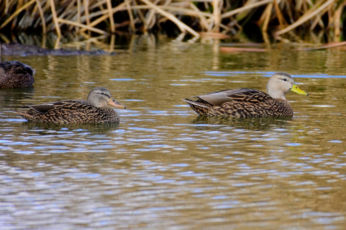 Mexican Duck - ML133793801