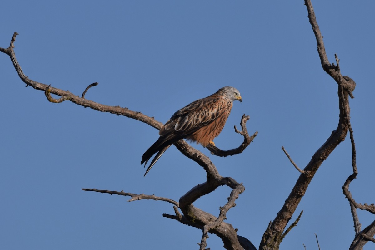 Red Kite - Javier Martín